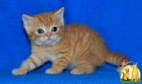 Рыжий шотландский породистый котенок, Скоттиш Страйт