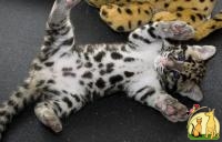 Adorable Savannah - Serval - Ocelot - Caracal Kittens for sale, Саванна