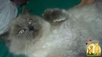 Балинезийские котята блю-пойнт, Балинезийская Кошка
