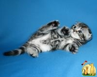 Клубный котенок по кличке Alvis, Скоттиш Фолд