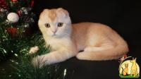 Рыжий тикированный шотландский вислоухий котенок по кличке Оскар, окрас ds 25.   Характер: Этот котенок редкого красного тикированного на сер, Скоттиш Фолд