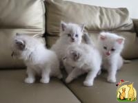 Beautiful Pure Birman Kittens Boys & Girls, Бурмилла Длинношерстная
