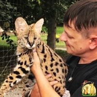 home trained exotic lioncub tigercub cheetahcub for sale, Американская Короткошерстная Кошка