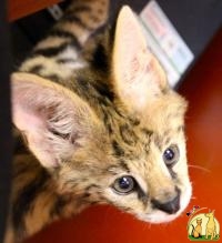 lion, tiger, cheetah, panther, with exotic cats for sale, Американская Жесткошерстная Кошка