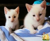 Продам трех котят породы Тайские Сиамы Ред Пойнт, Тайская Кошка