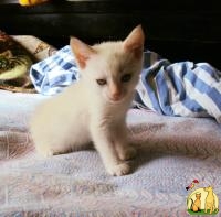 Продам трех котят породы Тайские Сиамы Ред Пойнт, Тайская Кошка