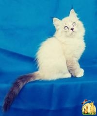 Сибирские Невские маскарадные котята, Сибирская Кошка
