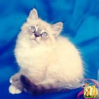 Сибирские Невские маскарадные котята, Сибирская Кошка