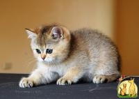 Британской короткошерстной шиншиллы. Продажа котят, Британская Короткошерстная Кошка