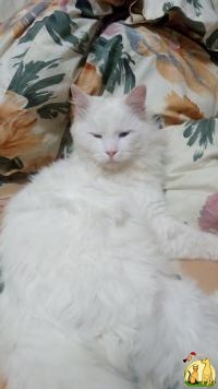 Кот редкой красоты породы Турецкий Ван!, Турецкий Ван