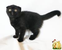 Продам черного вислоухого котенка (девочку), кошечку породы скоттиш фолд (scottish fold) в Киеве, доставка по Украине. Котята только от чистокровн, Скоттиш Фолд
