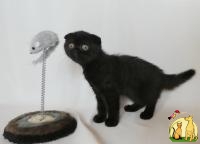 Продам черного вислоухого котенка (девочку), кошечку породы скоттиш фолд (scottish fold) в Киеве, доставка по Украине. Котята только от чистокровн, Скоттиш Фолд