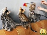 Бенгальская кошка. Бенгальские котята купить. Запорожье., Бенгальская Кошка