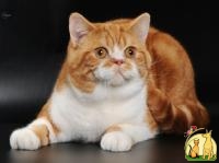 Шотландский короткошерстный кот в окрасе красный мраморный биколор., Скоттиш Страйт