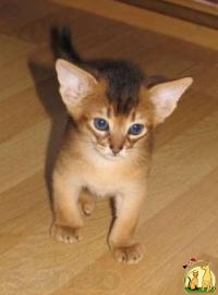 Приходите к нам за абиссинскими котятами, Абиссинская Кошка