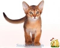 Купить абиссинского котенка в питомнике SmartAby, Абиссинская Кошка