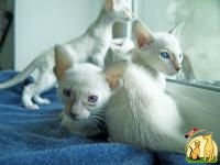 Cиамские и ориентальные котята, Сиамская Кошка