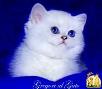 Белоснежные британские котята шиншиллы синеглазки, Британская Короткошерстная Кошка
