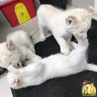 White Lion Cubs available for sale, Американская Жесткошерстная Кошка