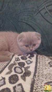 Продаю котят 2 веслоухие девочки, Британская Короткошерстная Кошка