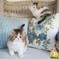Persian kittens for sale, Persian kittens for sale near me, Персидская