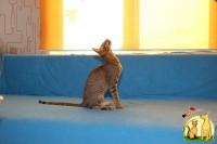 Ориентальный котик из питомника, Ориентальная короткошерстная