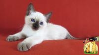 Тайский котята из питомника Royal Symphony. Элита породы., Тайская Кошка