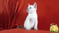 Тайский котята из питомника Royal Symphony. Элита породы., Тайская Кошка