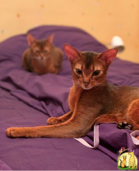 Элитные абиссинские котята, Абиссинская Кошка