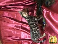 Available bengal kittens show class, Бенгальская Кошка