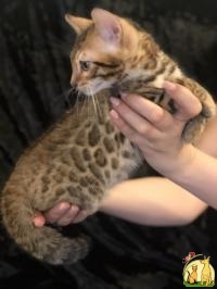 Available bengal kittens show class, Бенгальская Кошка