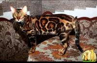 Вязка с бенгальским котом, Бенгальская Кошка