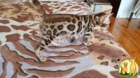 Продажа бенгальских котят из питомника Украина, Бенгальская Кошка