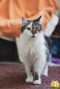 Латти - лесная норвежская кошка, Норвежская Лесная Кошка