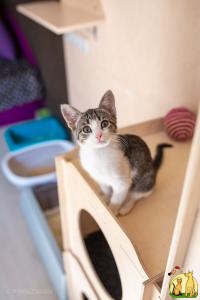 Поппи - котёнок девочка с высоким интеллектом, Домашняя Кошка