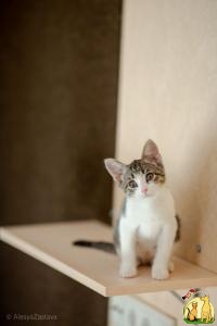 Поппи - котёнок девочка с высоким интеллектом, Домашняя Кошка