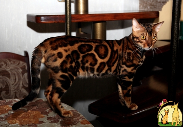 Вязка с бенгальским котом, Бенгальская Кошка