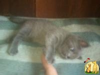 серый котенок в добрые руки бесплатно, Британская Короткошерстная Кошка