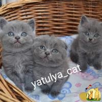 Шотландские голубые котята, Британская Короткошерстная Кошка
