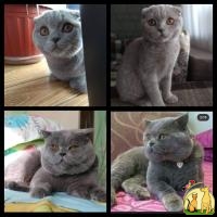 Шотландские голубые котята, Британская Короткошерстная Кошка