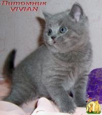 Британский клубный котик голубого окраса., Британская Длинношерстная