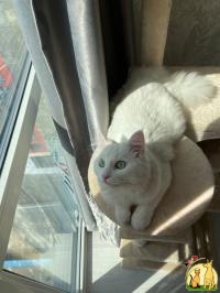 Ищу кота для вязки кошки, Турецкая Ангора