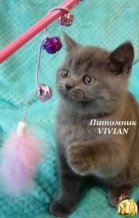 Британсике котята голубого окраса из питомника., Британская Короткошерстная Кошка