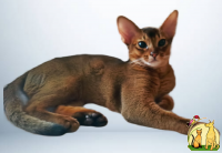 Абиссинский кот, вязка, Абиссинская Кошка