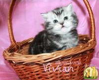 Британские котята вискас из питомника VIVIAN., Британская Короткошерстная Кошка