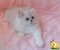 Персидский котик, Персидская