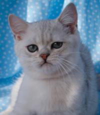 Британские котята серебристая шиншилла, Британская Короткошерстная Кошка