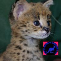 Продаю котят Сервала (Felis serval)  www.animalsimport.ru, Not_specified