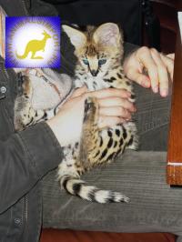 Продаю котят Сервала (Felis serval)  www.animalsimport.ru, Not_specified