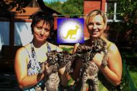 Продаю котят Пумы (Felis concolor). родились 17 мая 2013.г. ИСКУССТВЕННИКИ www.animalsimport.ru, Not_specified